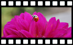 So binden Sie Bilder richtig in der Website ein